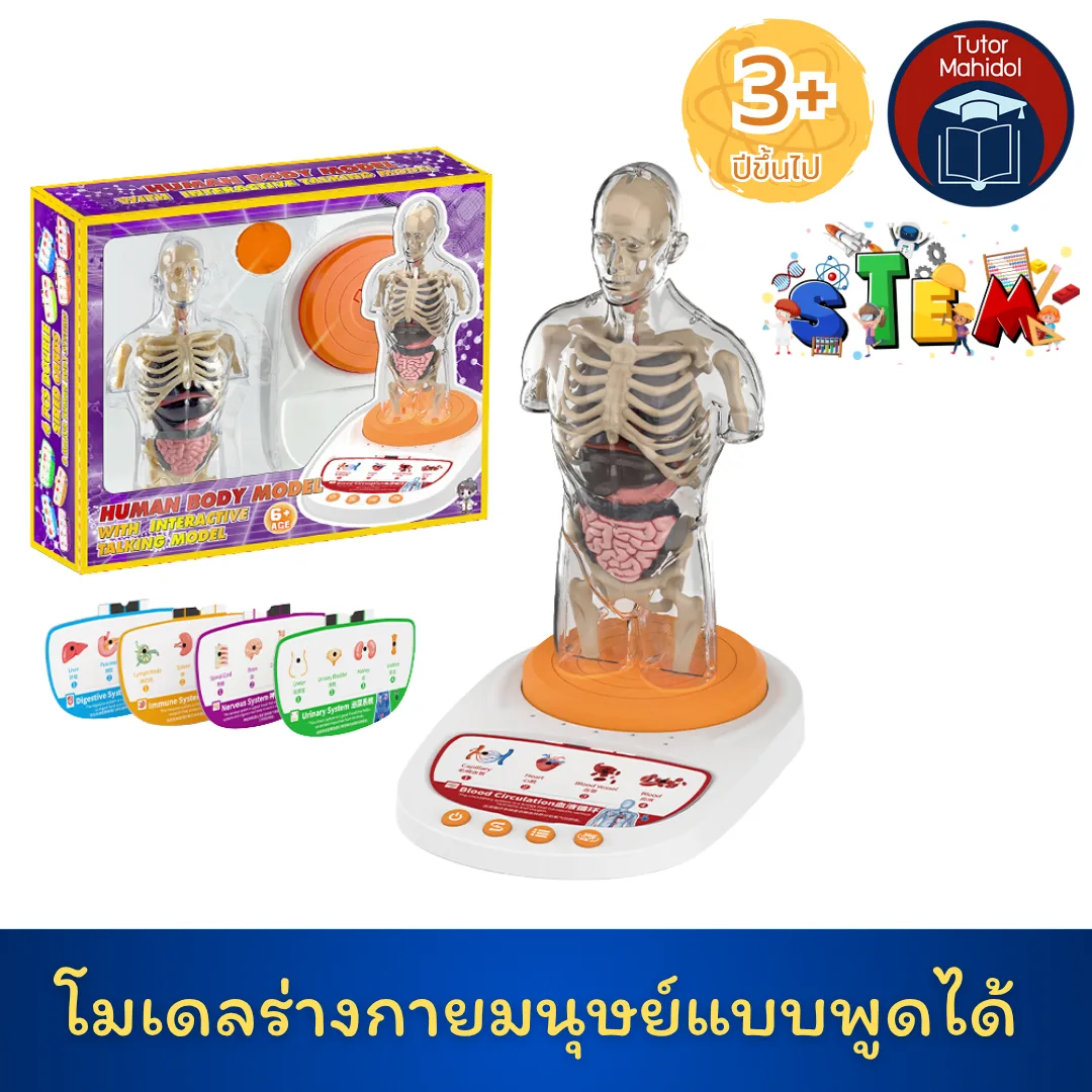 โมเดลร่างกายมนุษย์แบบพูดได้ - Junior Doctor Anatomy Set