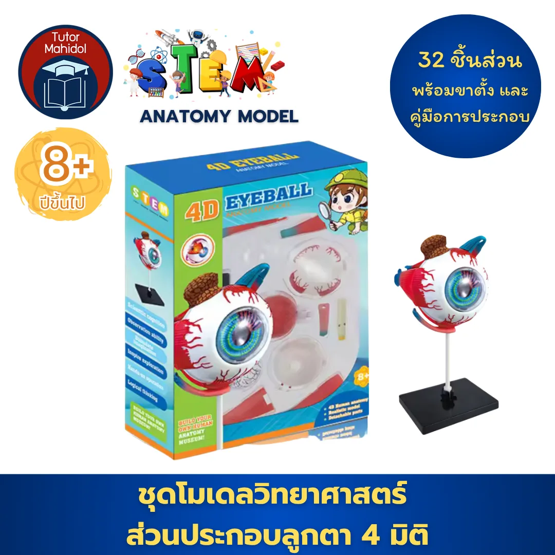 โมเดลลูกตา 4 มิติ – 4D Eyeball Anatomy Model