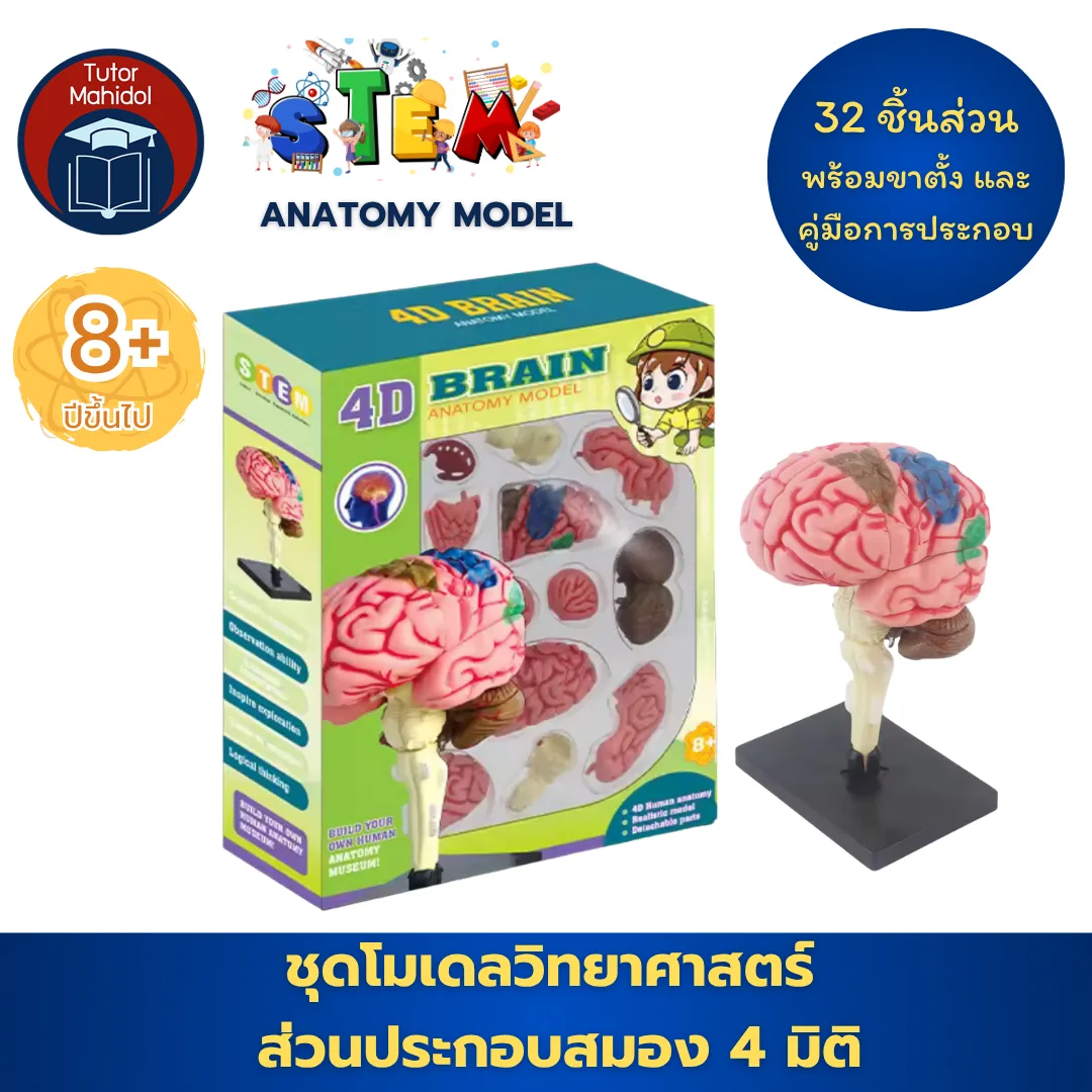 โมเดลสมอง 4 มิติ – 4D Brain Anatomy Model