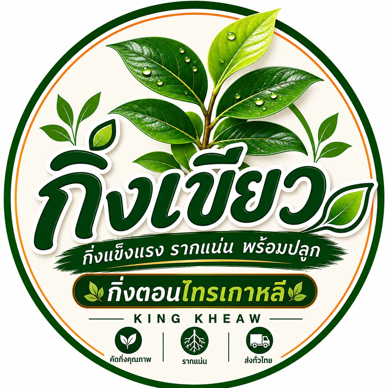 🌿 กิ่งตอนไทรเกาหลี 50 กิ่ง สูงประมาณ 40 ซม.